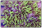 Green Star Polyps
